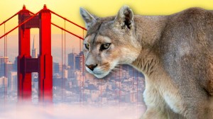 Mountain lion next to the Golden Gate Bridge in San Francisco