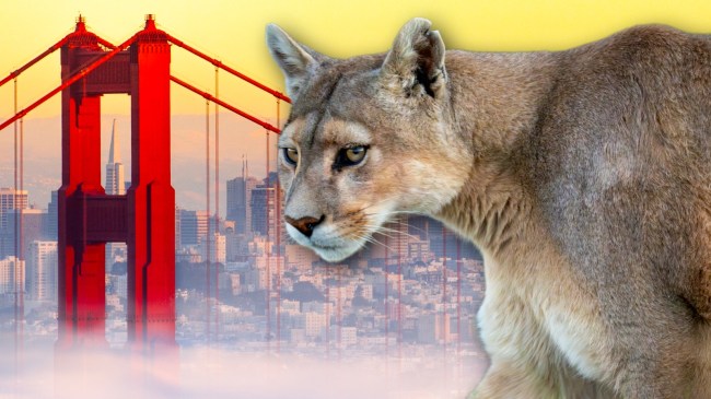 Mountain lion next to the Golden Gate Bridge in San Francisco