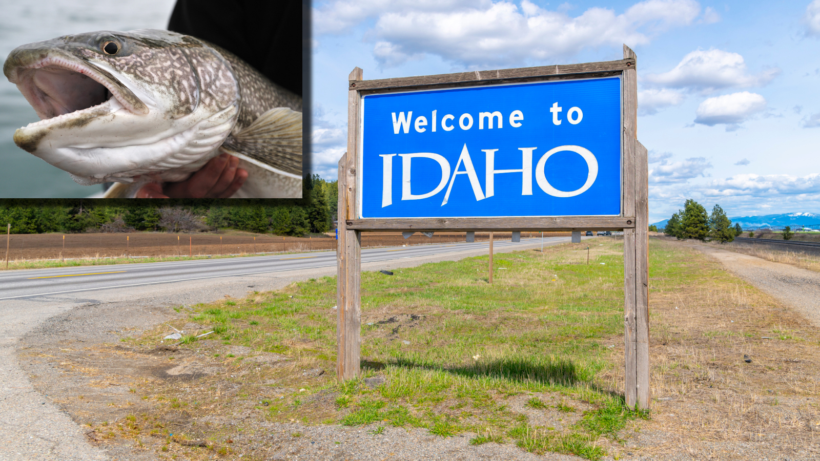Large lake trout fish next to a 'Welcome to Idaho' road sign