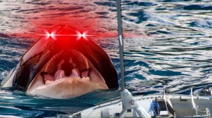 Orca whale with laser eyes closing in on a sinking sailboat