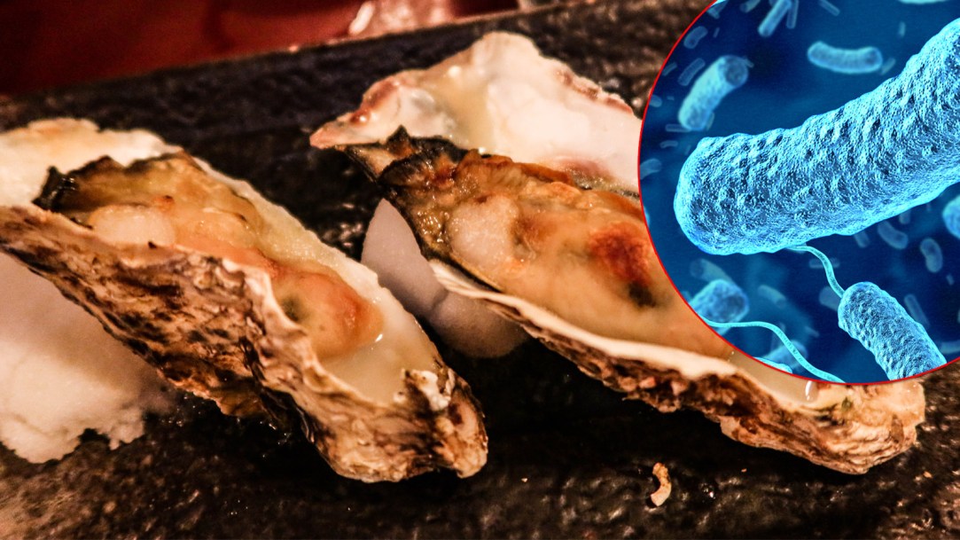 oysters-Vibrio-vulnificus