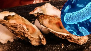 oysters-Vibrio-vulnificus