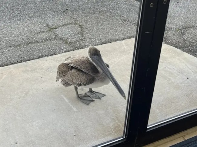 Pelican outside door