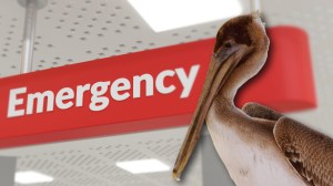 Brown pelican next to emergency room sign