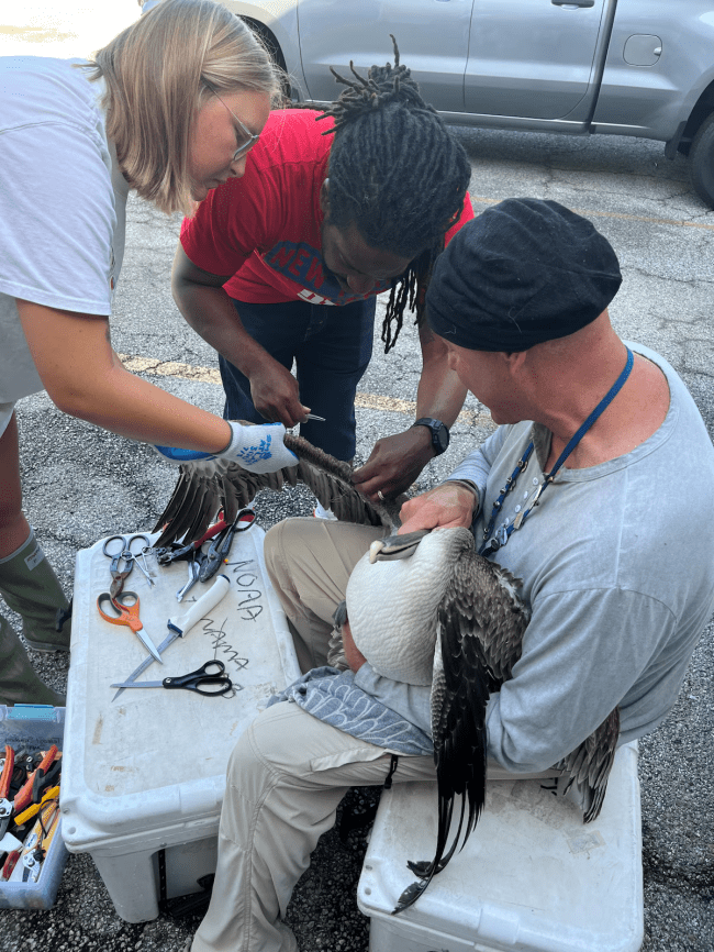 Pelican undergoing operation