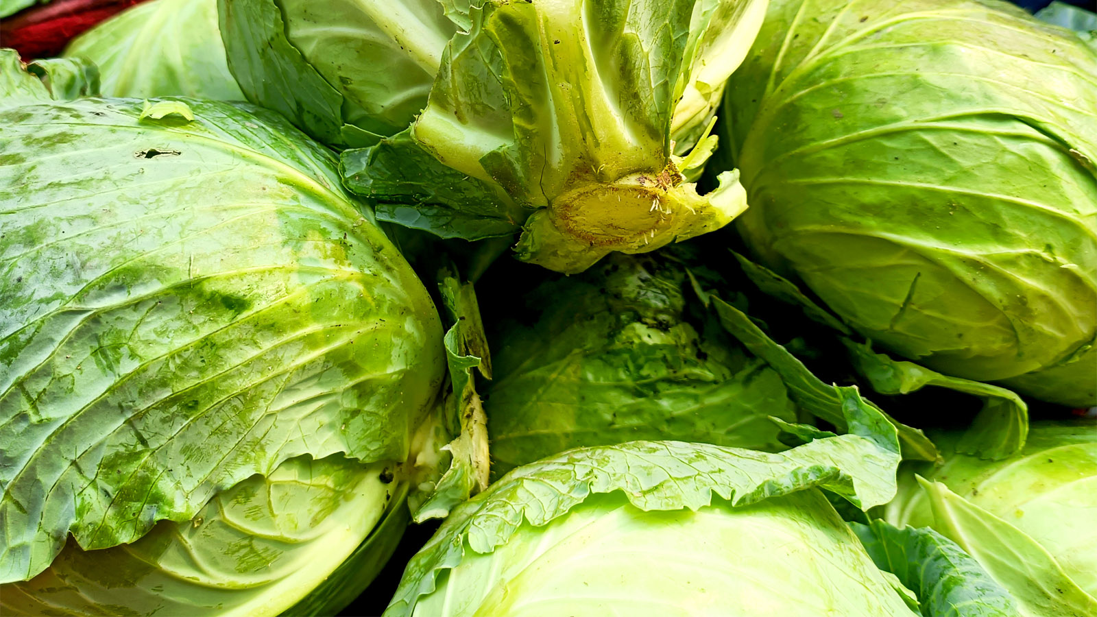 Texas DEA Agents Find Over Million Worth Of Meth Hidden Inside A Shipment Of Cabbage Texas DEA Agents Find Over Million Worth Of Meth Hidden Inside A Shipment Of Cabbage