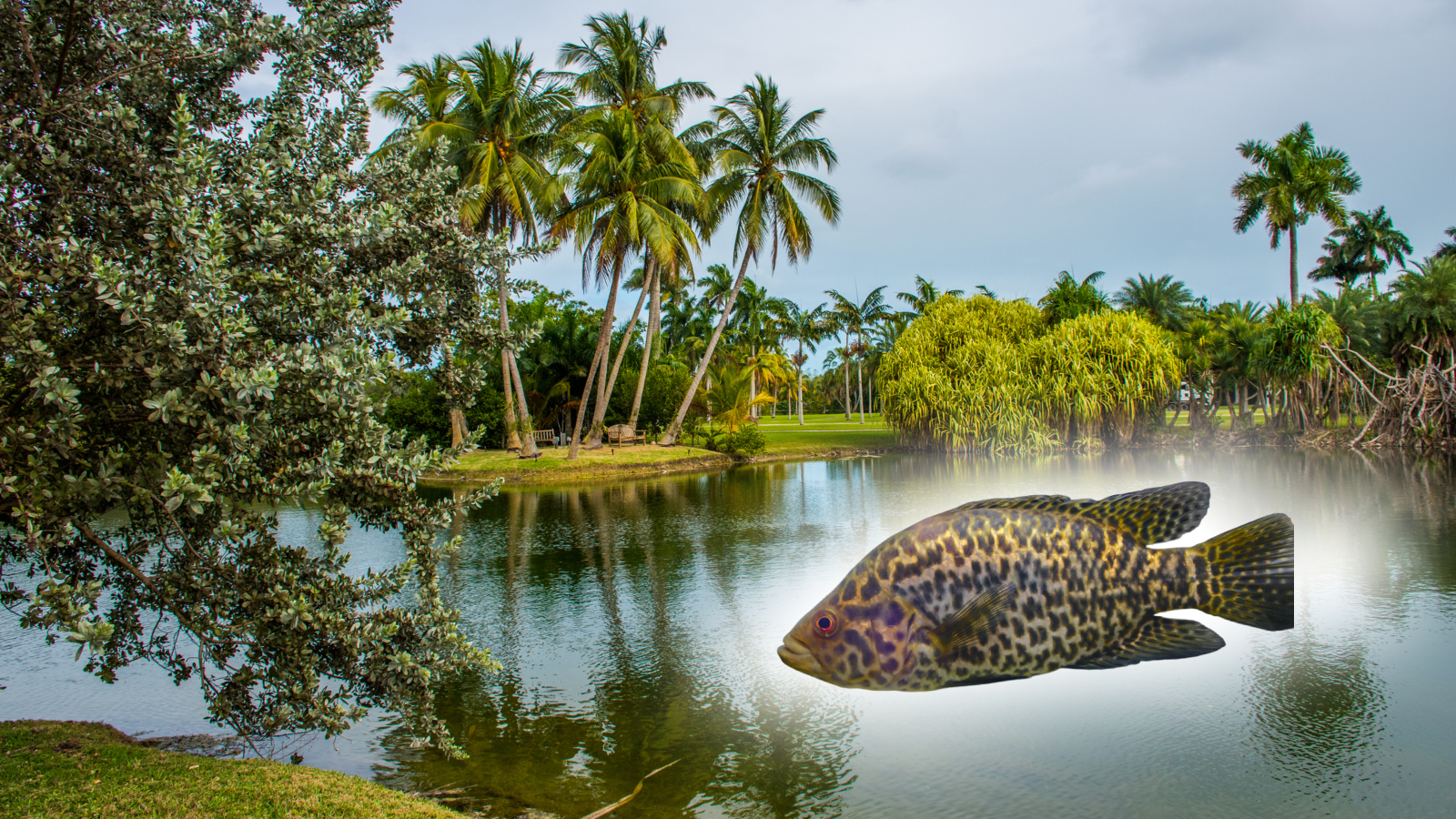 record-setting invasive Jaguar Guapote fish species in South Florida freshwater lake