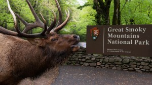 Elks next to Great Smoky Mountains National Park entrance sign