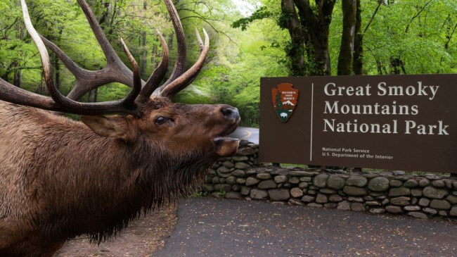 Elks next to Great Smoky Mountains National Park entrance sign