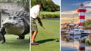 huge Gator (l) man at golf course (c) Hilton Head in South California (r)