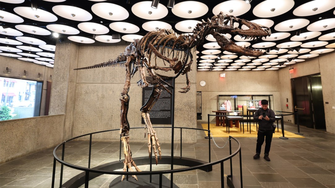 Nanotyrannus-dinosaur-skeleton-named-Jodi