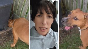 dog sniffing around (l) woman shares dog observation (c) brown pitbull (r)
