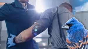 Bird next to airport security guard performing a patdown