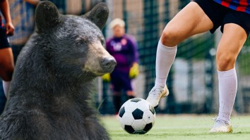 A College Soccer Game In North Carolina Had To Be Put On Hold After A Bunch Of Bears Appeared Near The Field (Video)