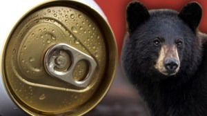 Beer can next to black bear