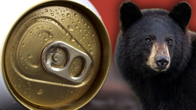 Beer can next to black bear