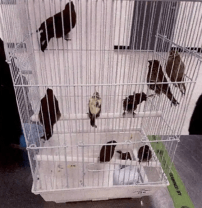 Birds smuggled from Cuba to Miami