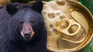 Black bear next to can of beer