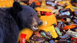 Bear Chows Down On Halloween Candy After Invading Hospital On Military Base In Alaska (Video)