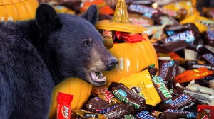Black bear next to Halloween candy