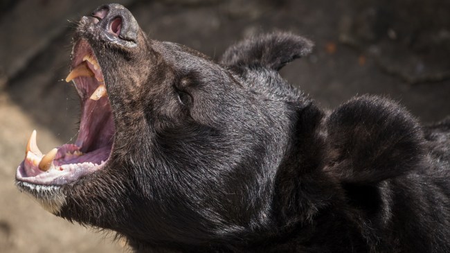 Black bear roaring