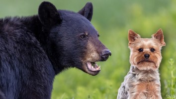 Tiny Terrier Absolutely Alphas Black Bear It Made Scramble Up A Tree Before Chasing It Out Of Backyard In North Carolina (Video)