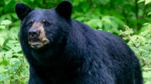 Black bear