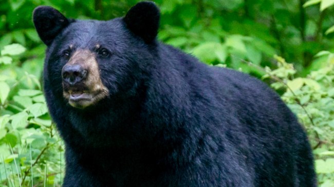 Black bear