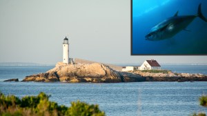 Large bluefin tuna fish next to White Island lighthouse in New Hampshire
