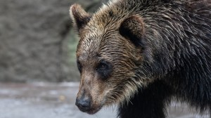 Brown bear in Japan