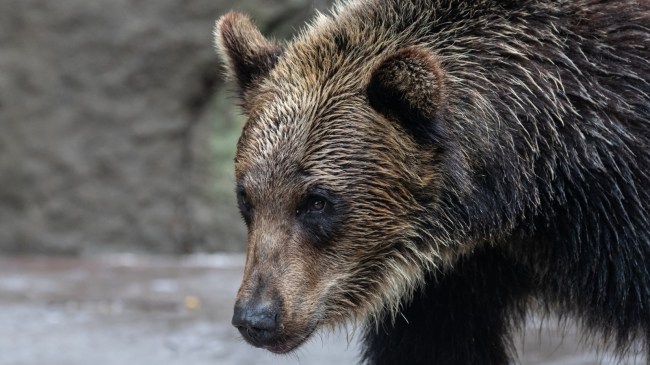 Brown bear in Japan