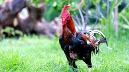 Florida Man Arrested After FBI Raid Discovers ‘Several Thousand’ Cockfighting Roosters: Police