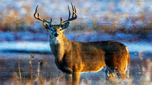 deer-causing-havoc