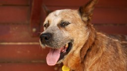 Humanity Catches Rare Break, Scientists Developing A Pill That Could Make Dogs Live Longer