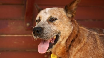 Humanity Catches Rare Break, Scientists Developing A Pill That Could Make Dogs Live Longer