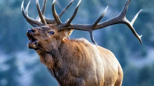 Bull elk in meadow during the fall rut in Colorado