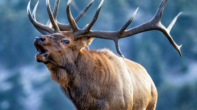 Bull elk in meadow during the fall rut in Colorado