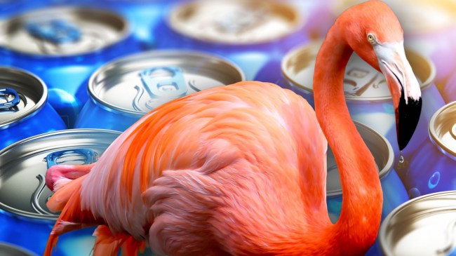 Flamingo over cans of beer