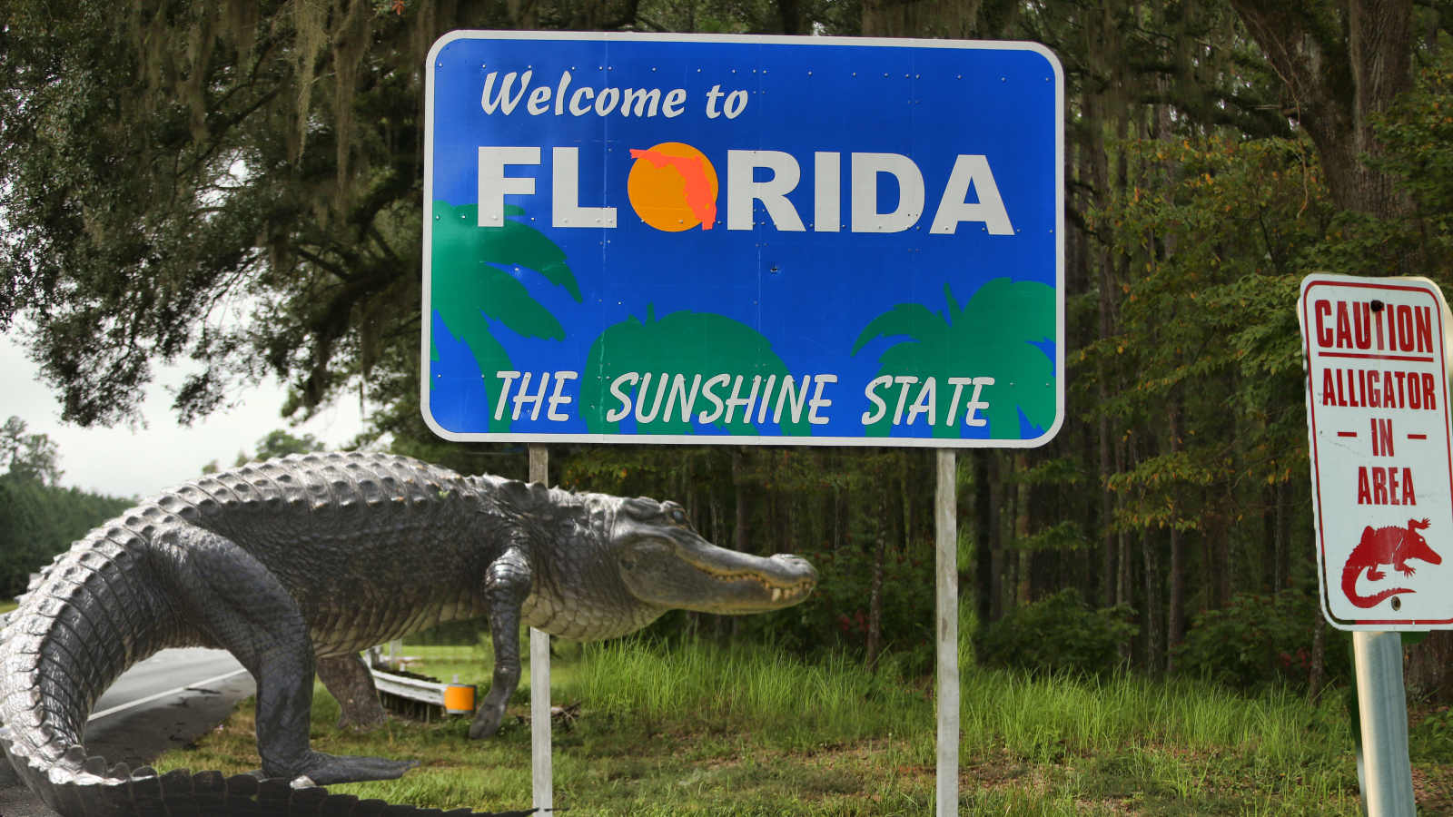 large American alligator in Florida next to 'Welcome to Florida' road sign