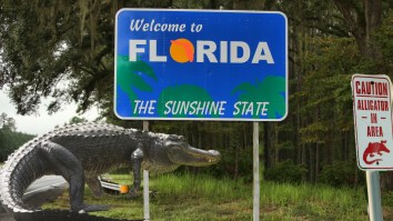 Florida MMA Fighter Rescued An Alligator With His Bare Hands From An Elementary School