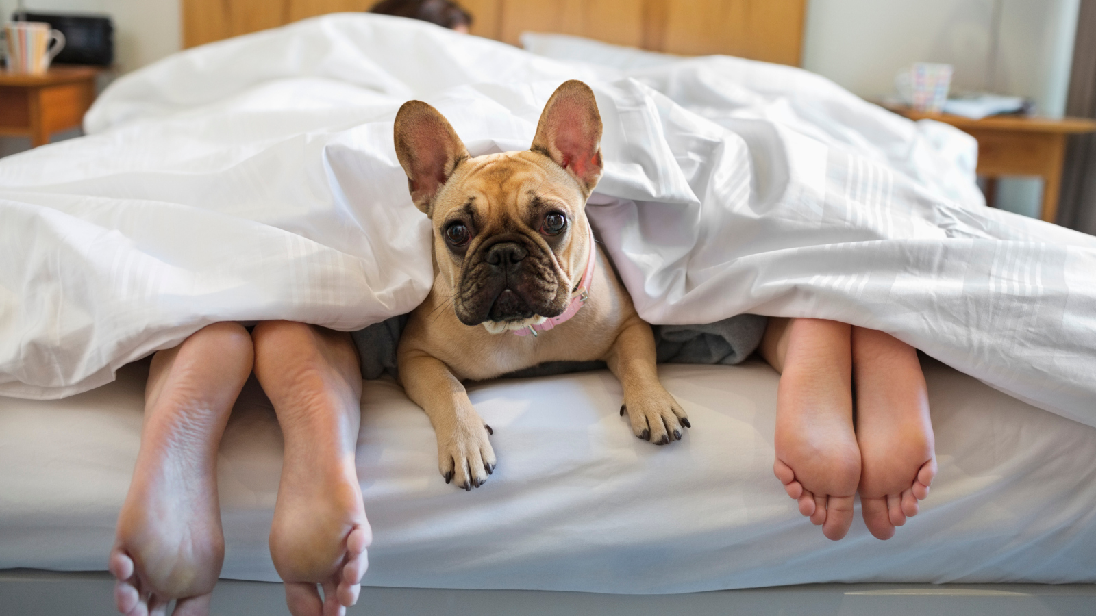 French bulldog sleeping in human bed next to feet