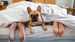 Bad News For People Who Think Dogs Shouldn’t Be Allowed In Beds: They’re Actually The Secret To A Great Night’s Sleep