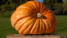 Rhode Island Man Shatters Record For World’s Heaviest Pumpkin After Growing First One To Weigh Over 3,000 Pounds