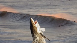 Perfect Timing: Great White Shark Breaches In The Background While Woman Poses At A California Beach (Video)