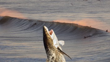 Perfect Timing: Great White Shark Breaches In The Background While Woman Poses At A California Beach (Video)