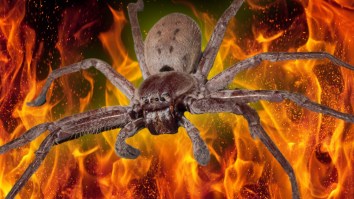 Tourist Burns Down Villa In Bali While Attempting To Vanquish A Spider He Spotted In The Bathroom
