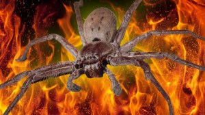 Huntsman spider over flames