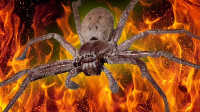 Huntsman spider over flames