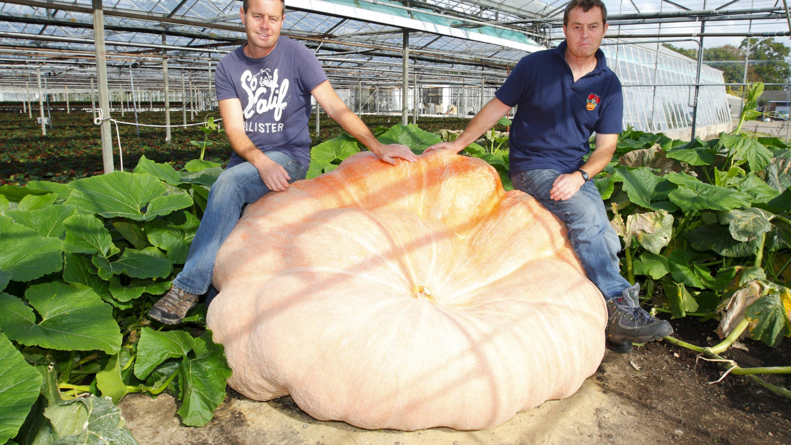 Giant pumpkin Ian (left) and Stuart Paton in their nursery in the New Forest, Hampshire, with their giant world record pumpkin