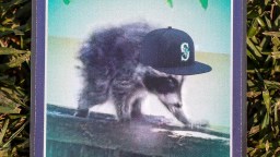 Seattle’s Viral Raccoon ‘Jimothy’ Inspires Giant Halloween Display Featuring His Terrifying ‘Evil Dad’